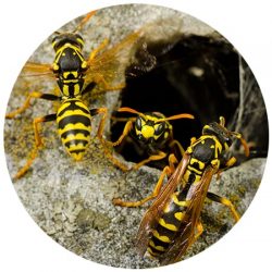 Bee Removal Scottsdale