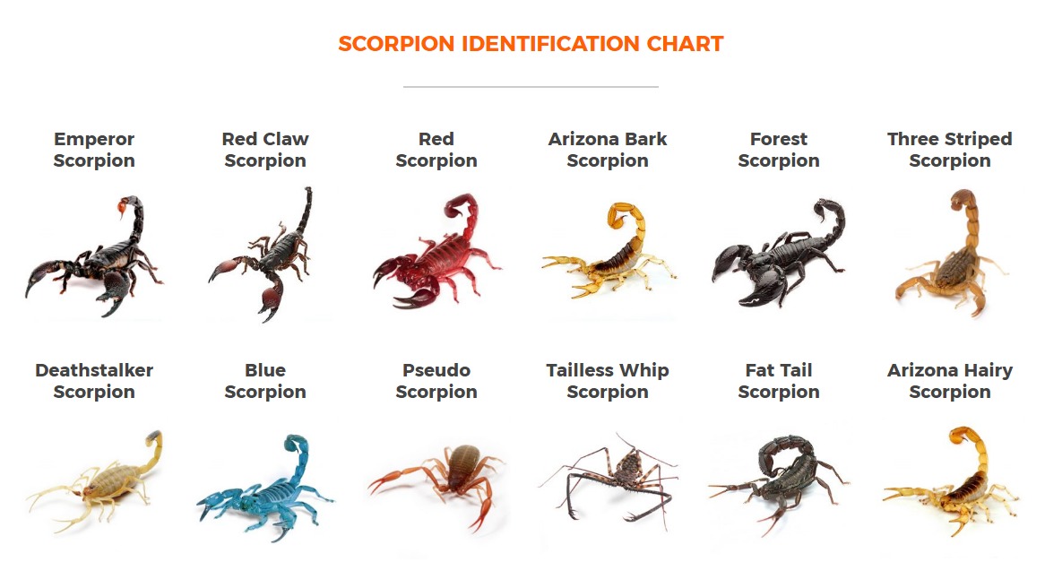 Scorpion Identification Chart Differences Types Diagram
