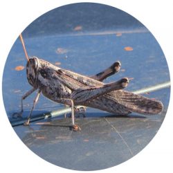 Cricket Removal Scottsdale AZ Cricket Removal Scottsdale AZ