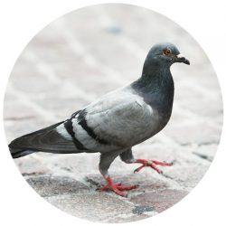 Pigeon Control Scottsdale AZ