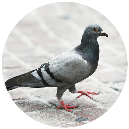 Pigeon & Bird Control