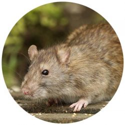 Rodent Control Scottsdale Rodent Control Scottsdale