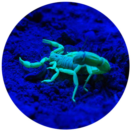 scorpion-in-the-dark