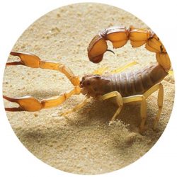 Scorpion Removal Scottsdale
