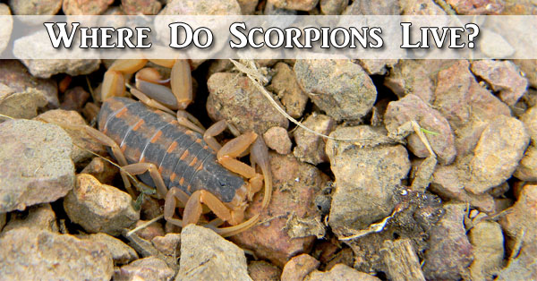 Where Do Scorpions Live