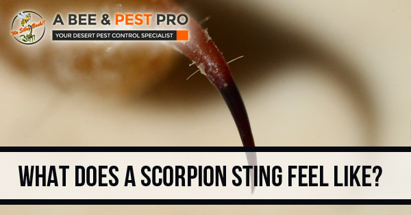 What Does A Scorpion Sting Feel Like