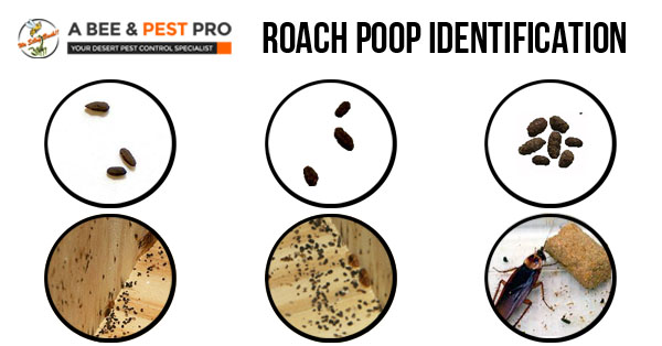 Cockroach Poop Identification Chart