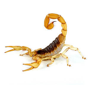 Arizona Bark Scorpion (Hadrurus arizonensis).