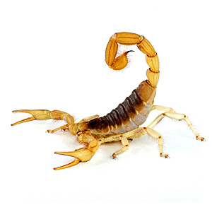 Arizona Bark Scorpion - Types of Scorpions In Arizona