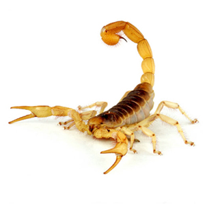 types of scorpions in arizona a bee amp pest pro scorpion chart