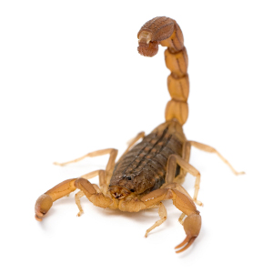 Arizona Striped Tail Scorpion - Types Of Scorpions In Arizona