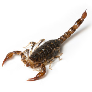 Arizona Yellow Ground Scorpion - Types Of Scorpions In Arizona