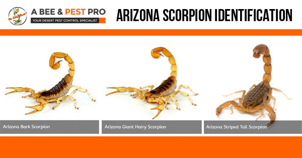 Types of Scorpions In Arizona