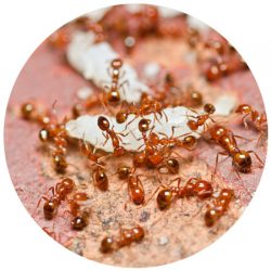 Ant Exterminator Scottsdale - North & South Scottsdale Areas