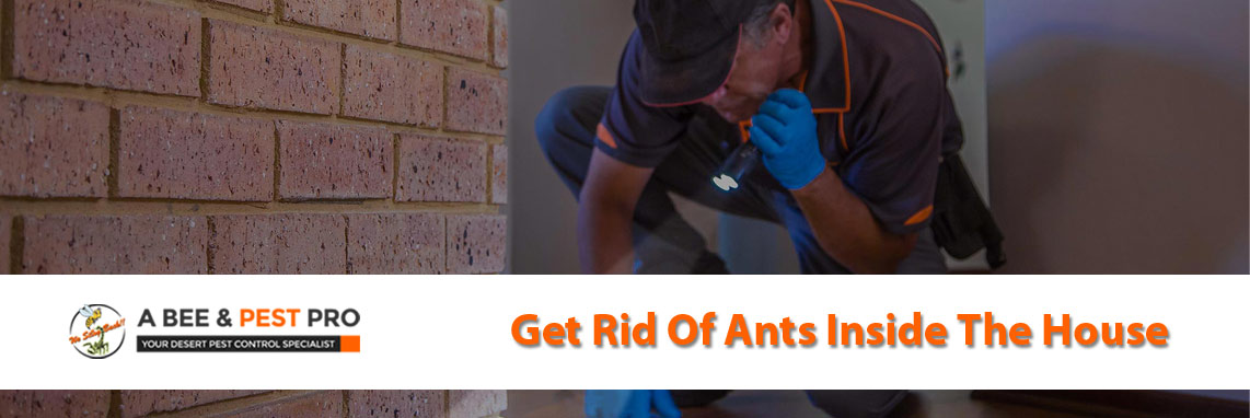 Ant Extermination Services 