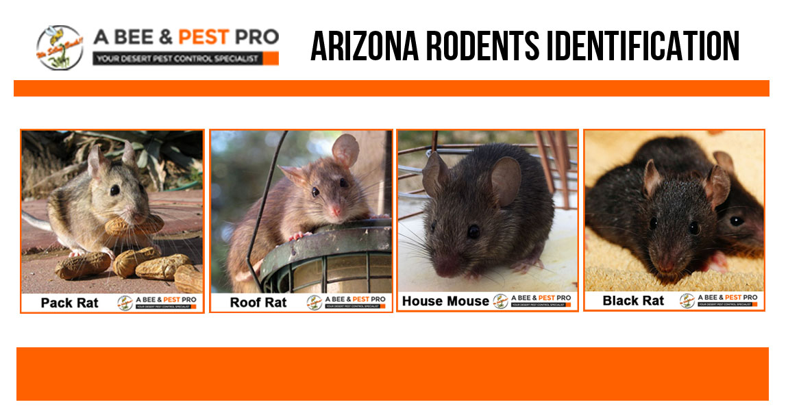 Arizona Rodents Identification Pack Rat, Mouse, Roof Rat A Bee & Pest