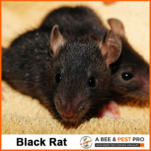 Black Rat Picture - Rodent Identification