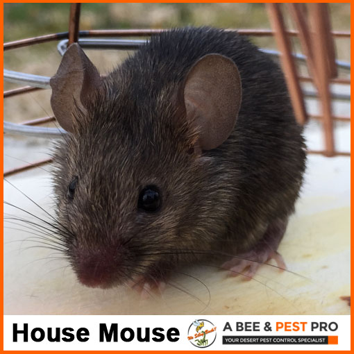House Mouse Picture - Rodent Identification