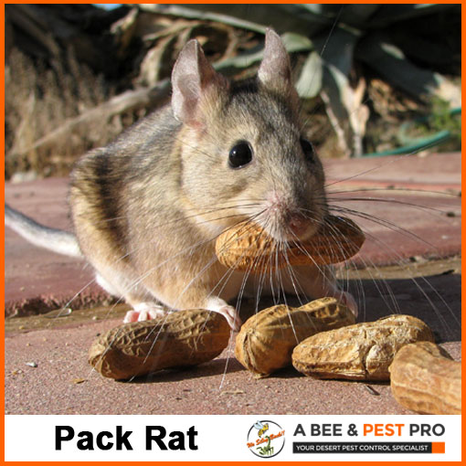 Pack Rat Picture - Rodent Identification