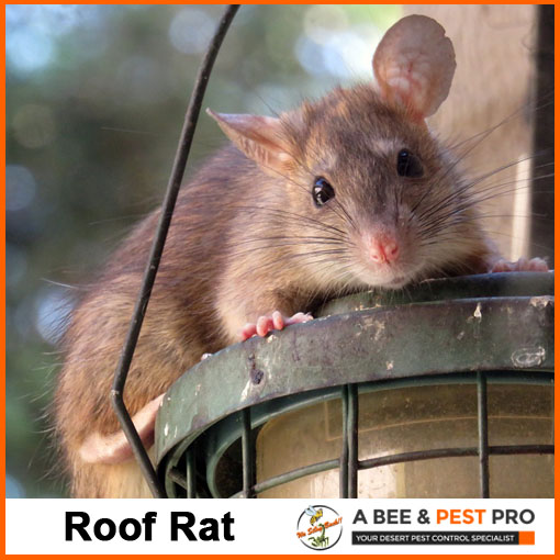 Roof Rat Picture - Rodent Identification