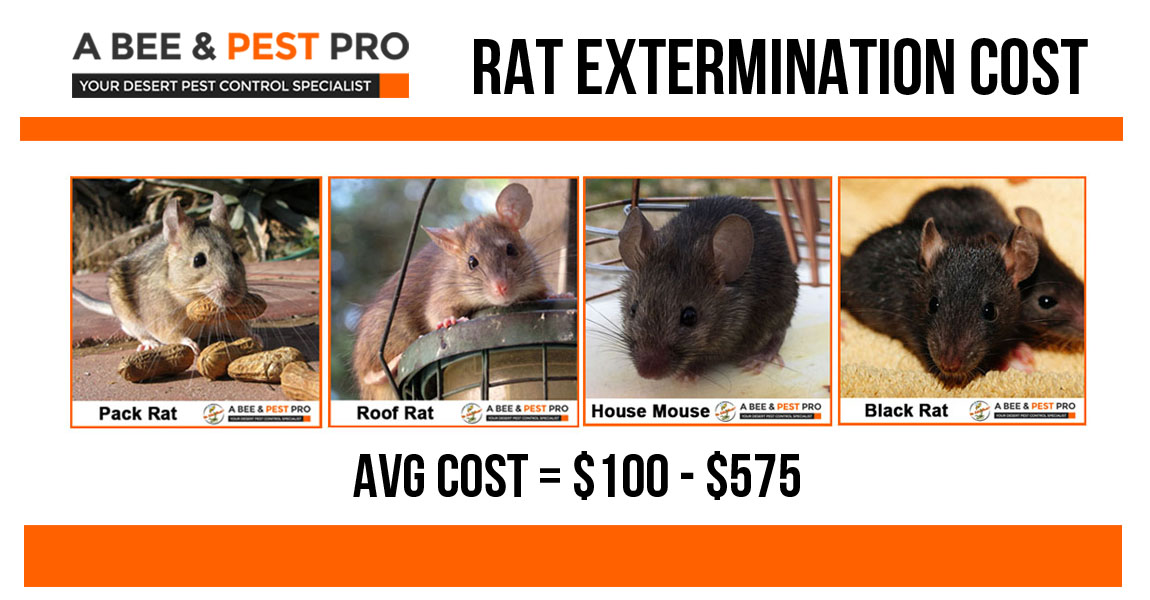 What Does A Rat Exterminator Do? - Critter Control Of Lake County