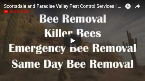 Pest Control Scottsdale - Youtube