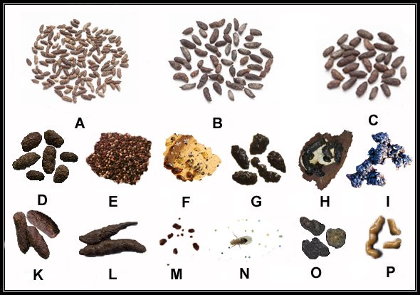 Cockroach sales droppings identification